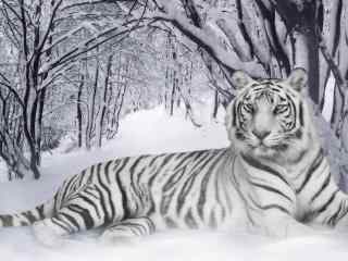 雪地里的白虎图片