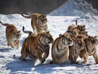 雪地里嬉闹的一群老虎图片