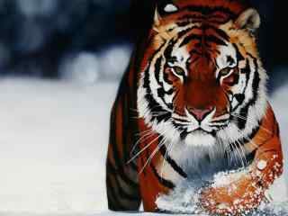 凶猛的老虎在雪地里行走图片高清桌面壁纸