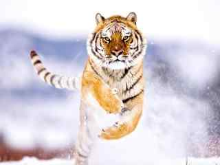 雪地上奔跑的老虎