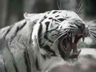 凶猛的孟加拉白虎