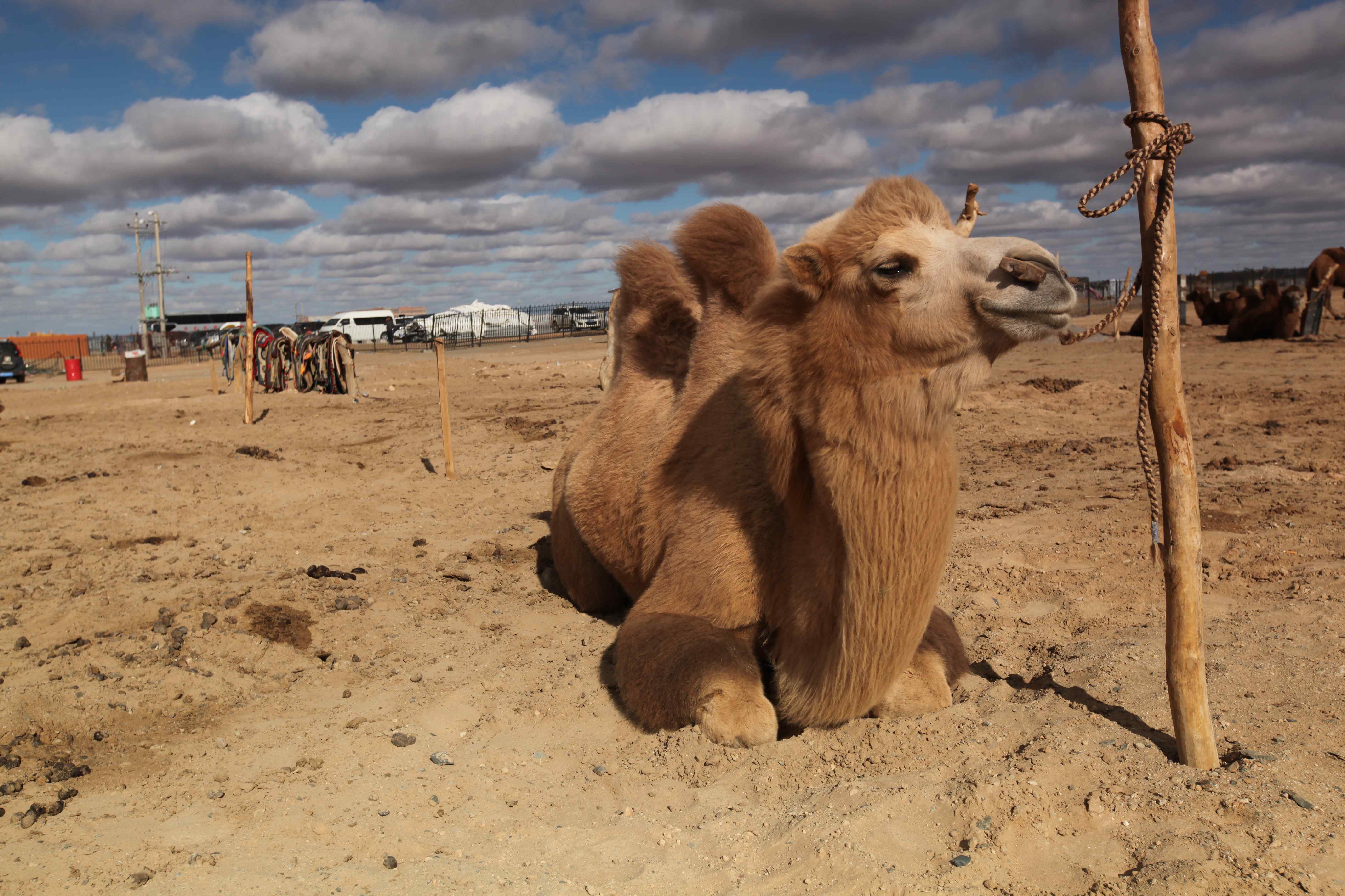 沙漠中休息的骆驼图片壁纸