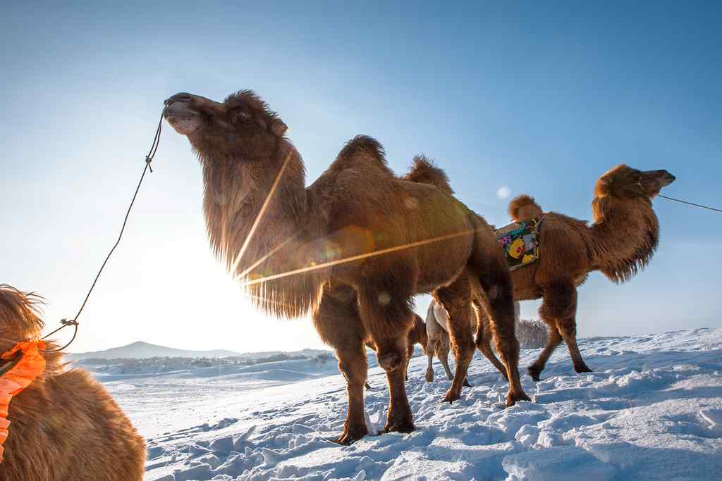 雪地中的骆驼群图片壁纸