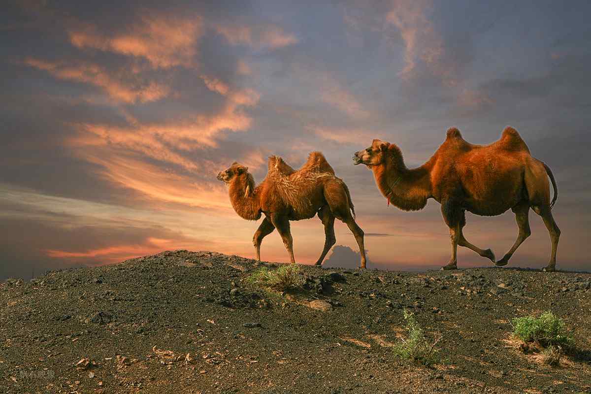 黄昏草地上的骆驼图片