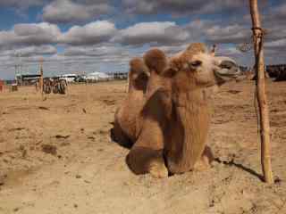 沙漠中休息的骆驼