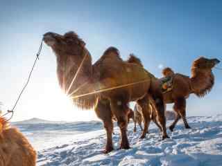 雪地中的骆驼群图