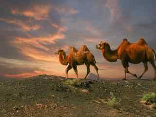 黄昏草地上的骆驼