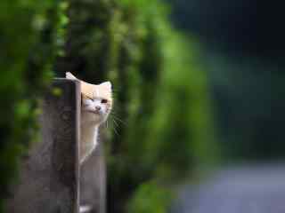 躲在花坛后面的小猫咪