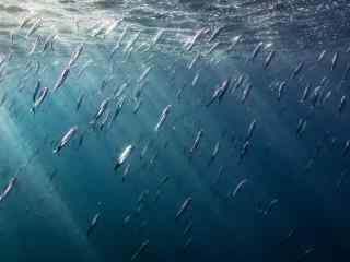 蔚蓝水下的鱼群桌面壁纸