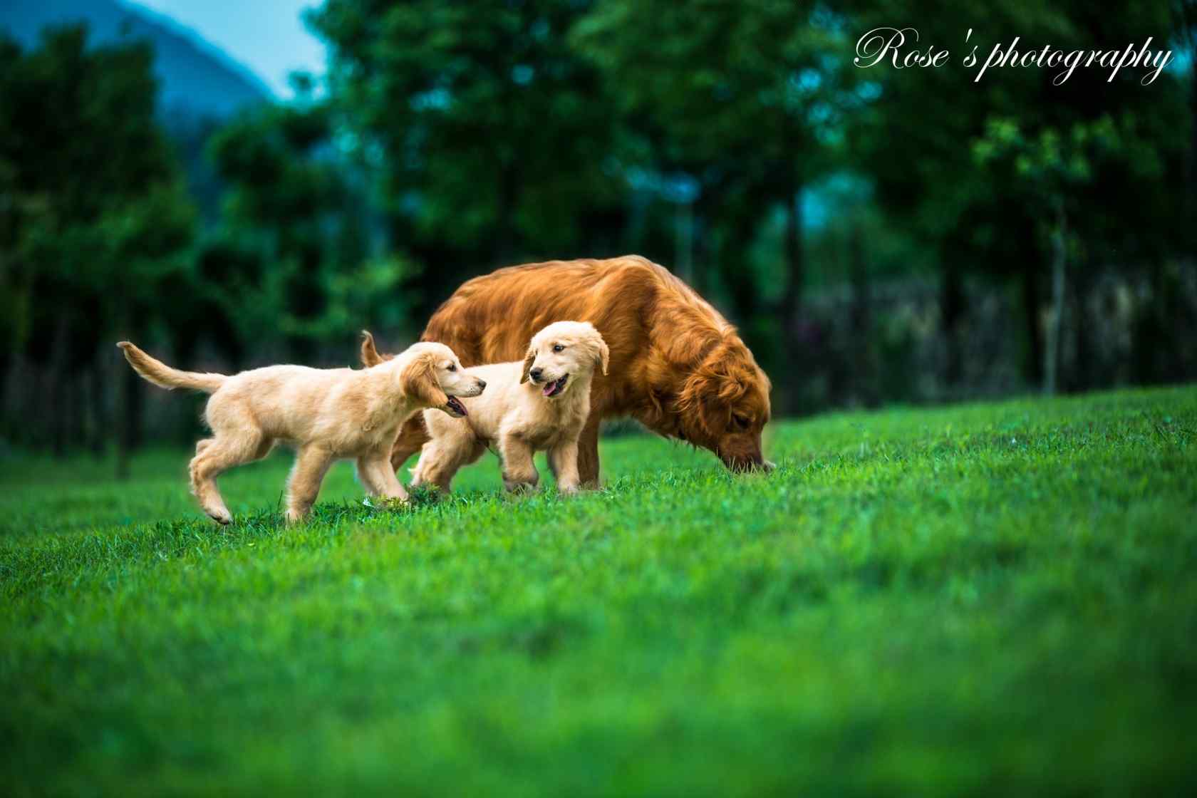 草坪上溜达的三只小狗桌面壁纸