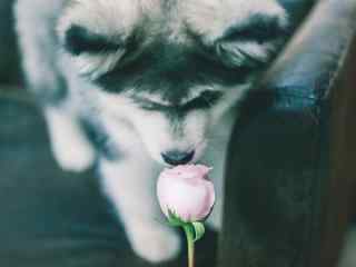 小狗闻着玫瑰花香