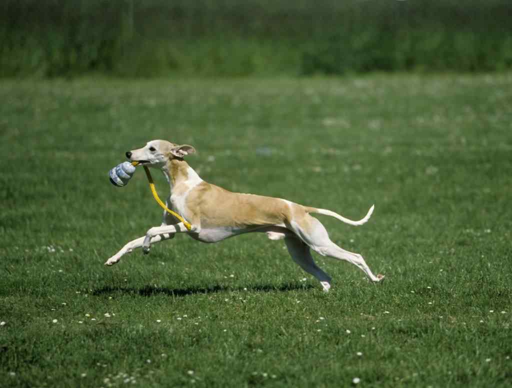 草地上奔跑的狗狗壁纸