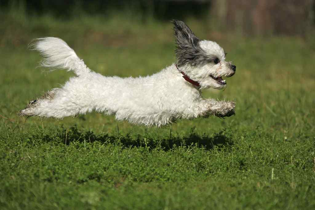草地上的飞奔的白色狗狗壁纸