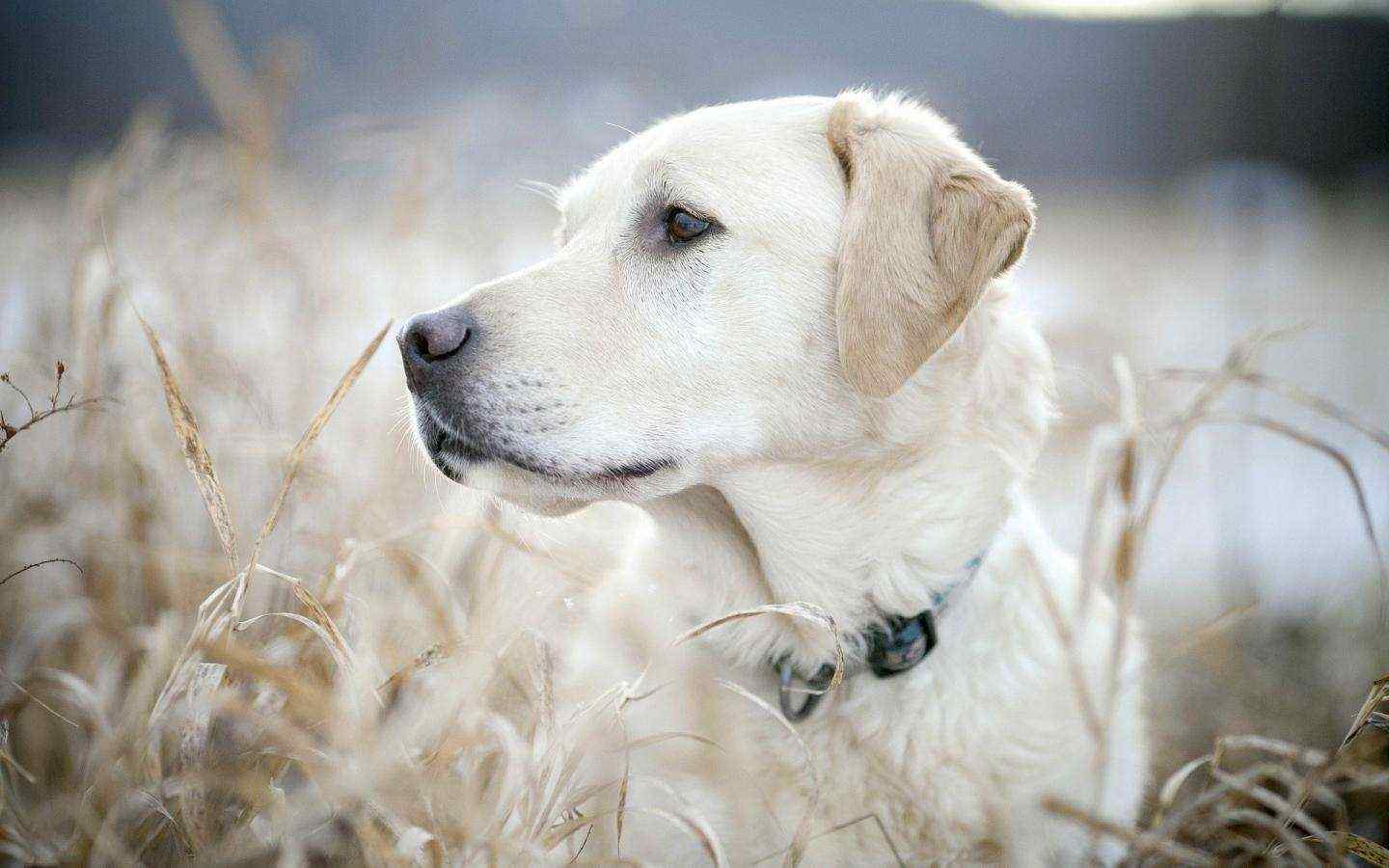 草地上的狗狗高清壁纸