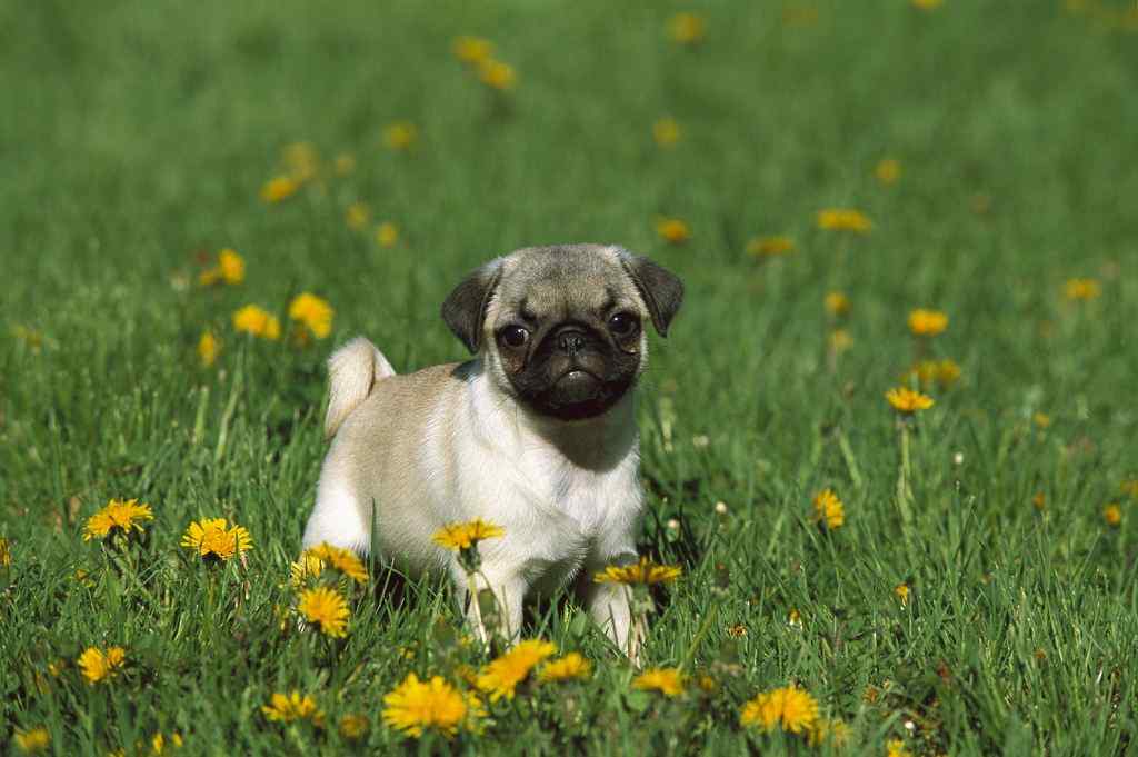 草地上的可爱小狗桌面壁纸
