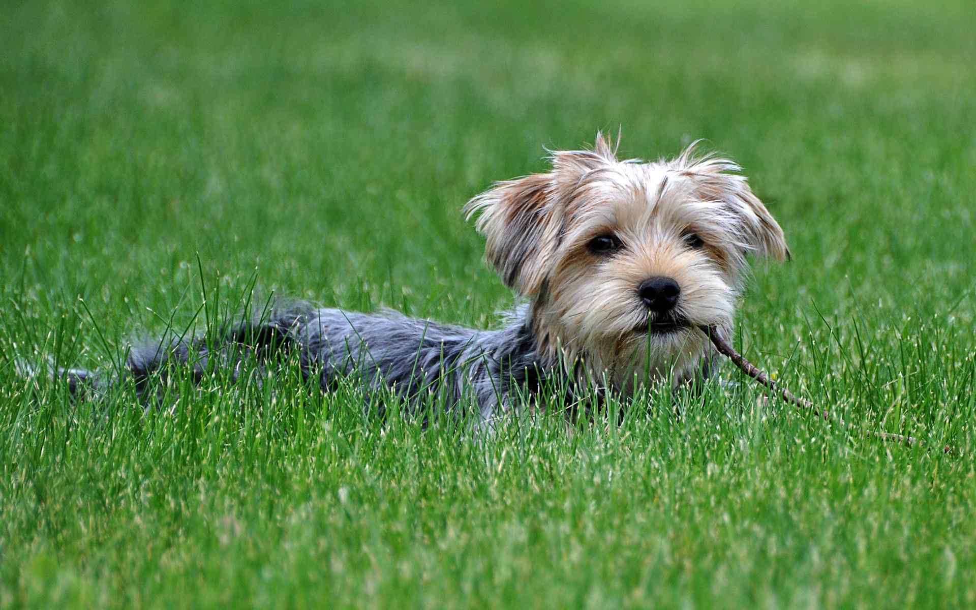 草地上的呆萌的小狗桌面壁纸