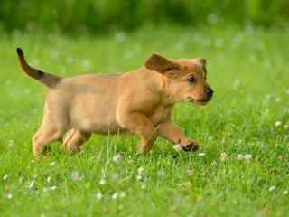 草地上的奔跑黄色狗狗壁纸
