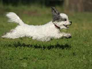 草地上的飞奔的白色狗狗壁纸