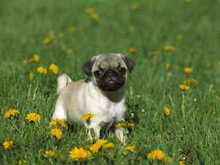 草地上的可爱小狗