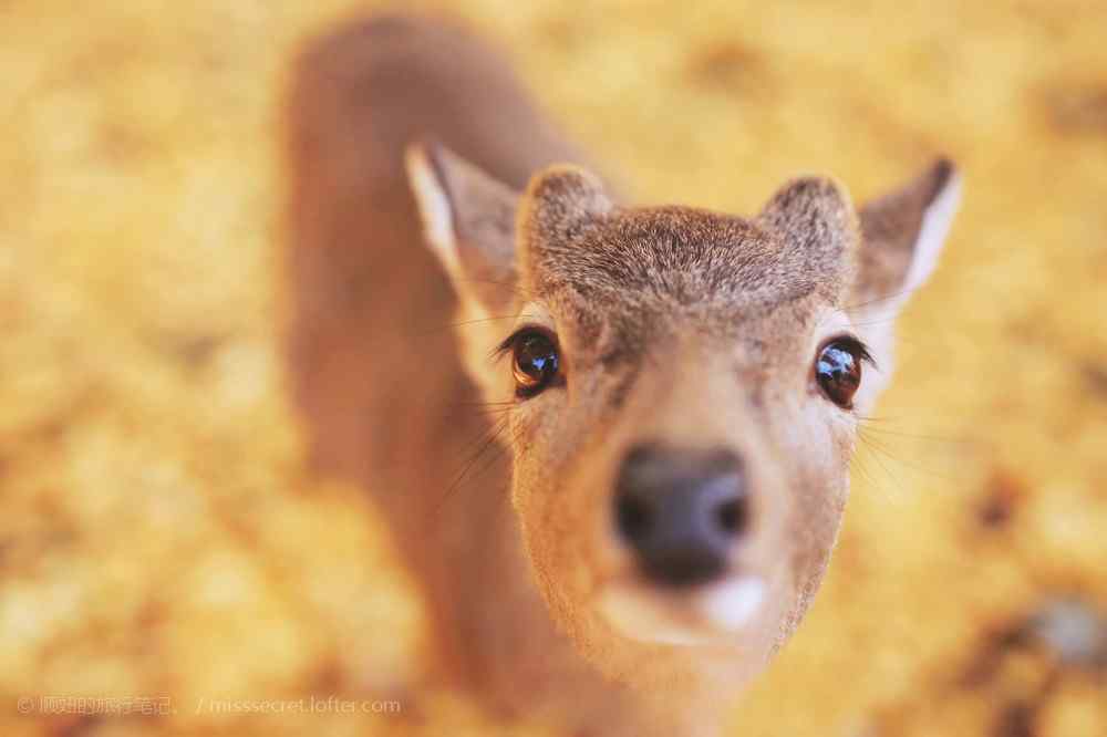 奈良鹿—软萌可爱的小鹿桌面壁纸
