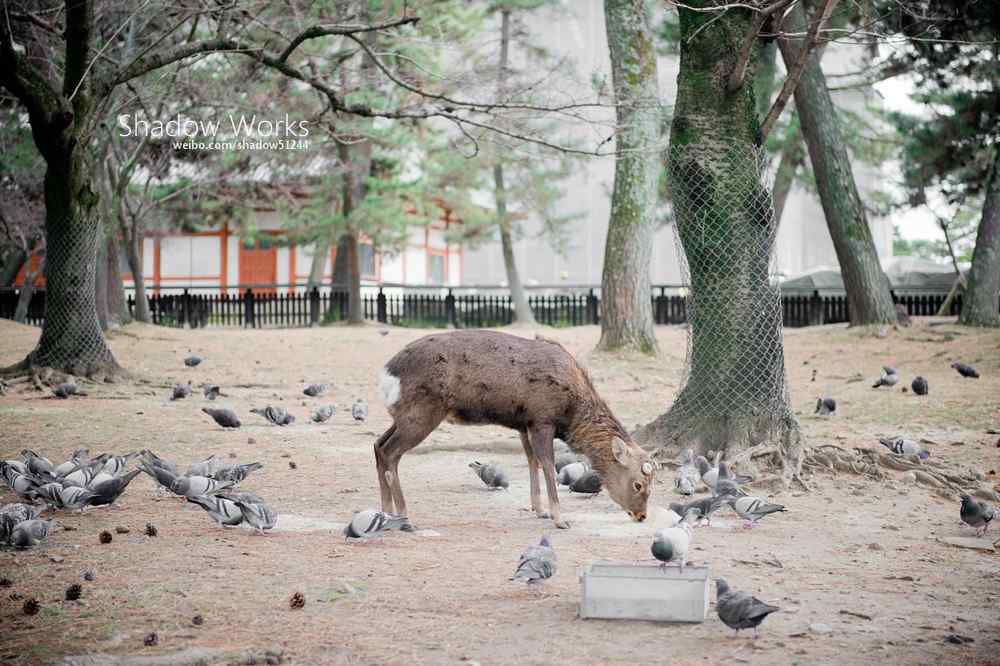 奈良鹿—麋鹿和鸽子玩耍桌面壁纸