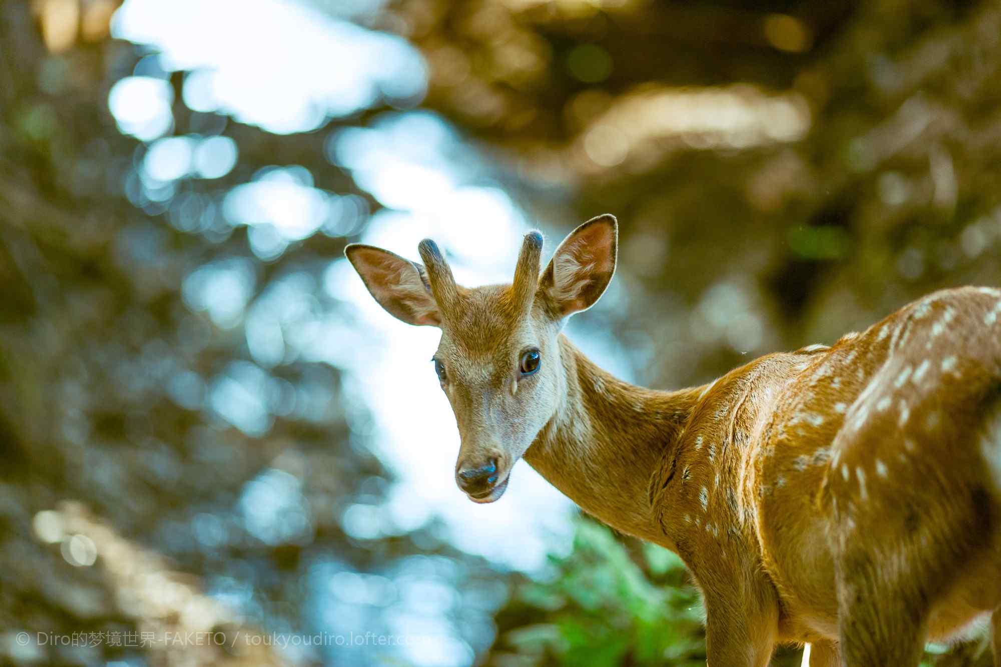 奈良鹿—可爱呆萌的小鹿桌面壁纸