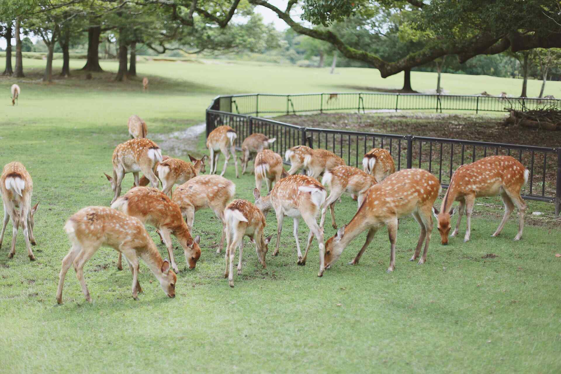 奈良鹿—一群活泼可爱的小鹿桌面壁纸