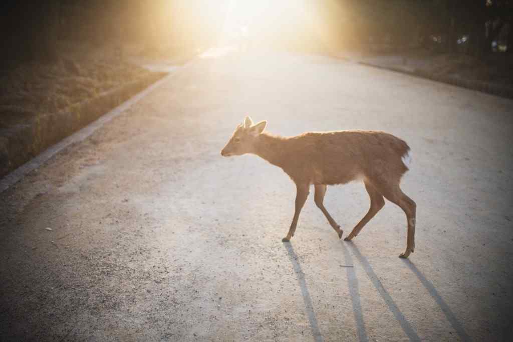 奈良鹿—夕阳下光辉下的小鹿桌面壁纸