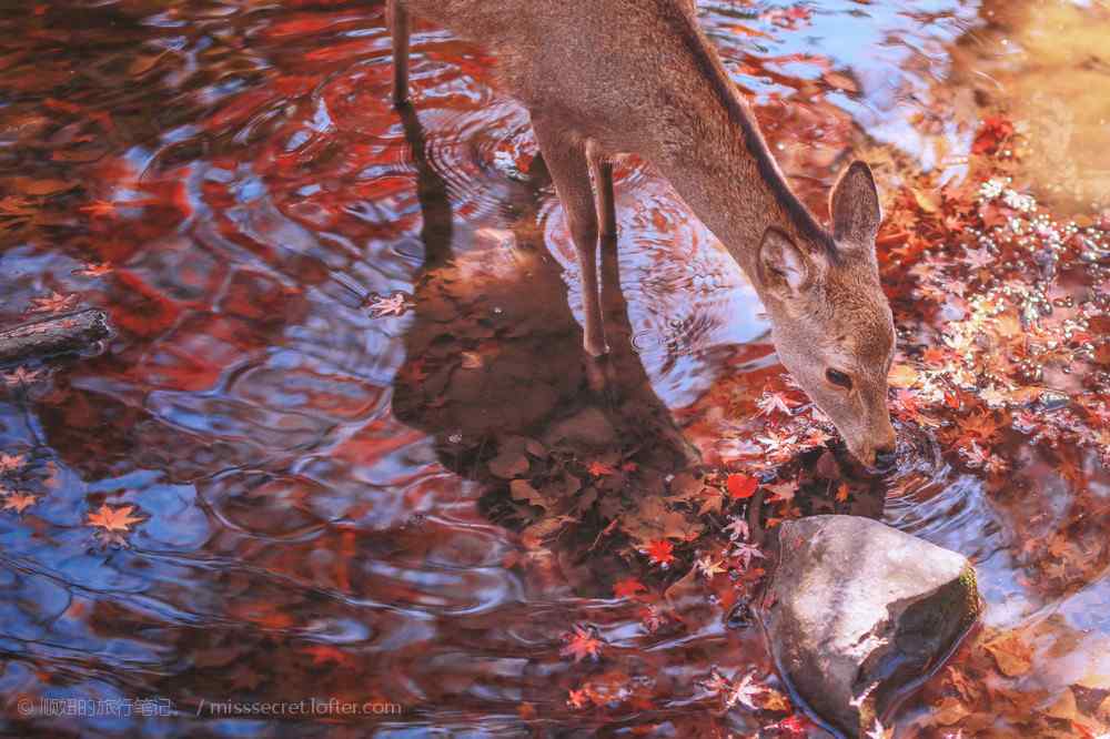 奈良鹿—可爱的小鹿在溪水嬉戏桌面壁纸