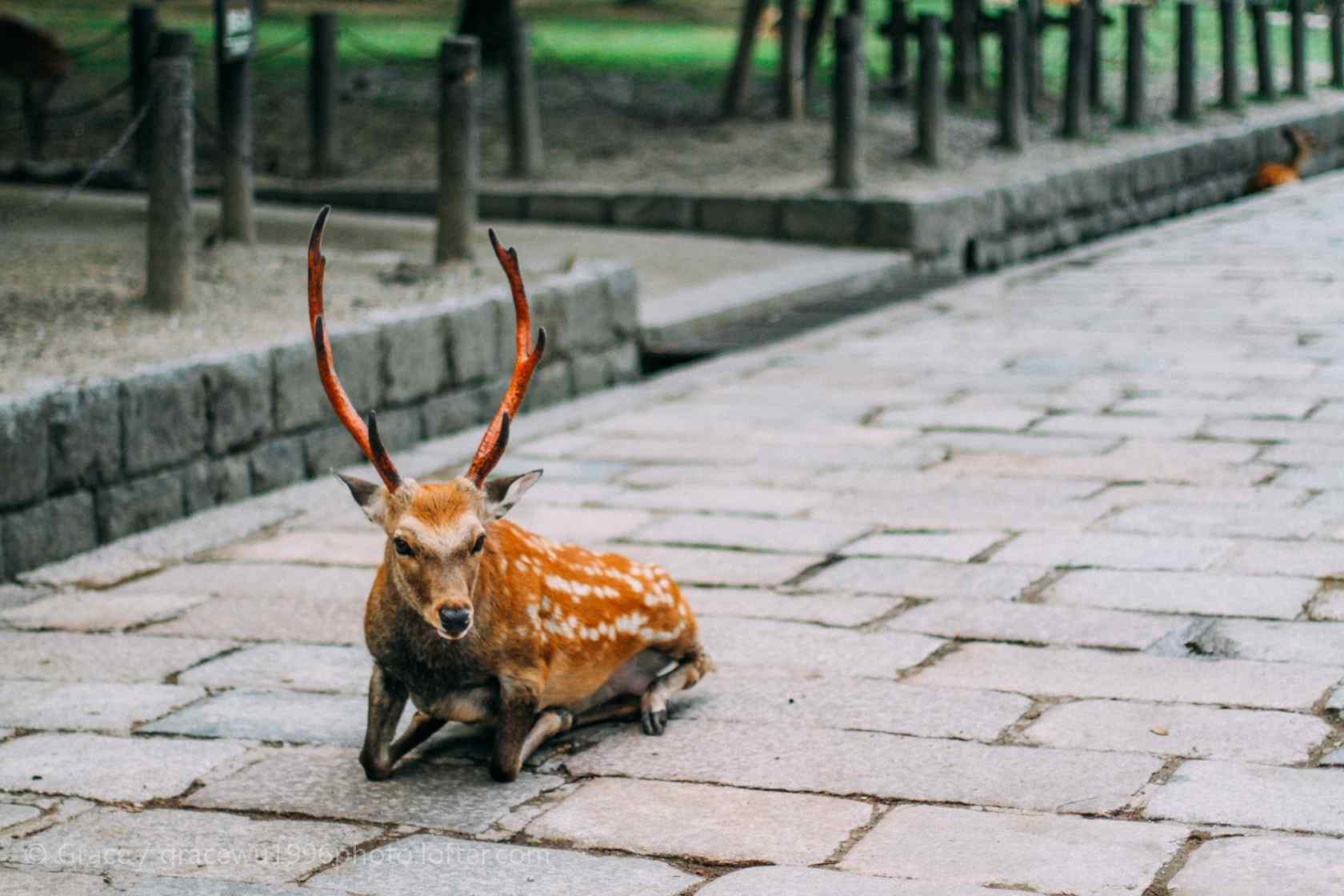 奈良鹿—在原地休息的小鹿桌面壁纸