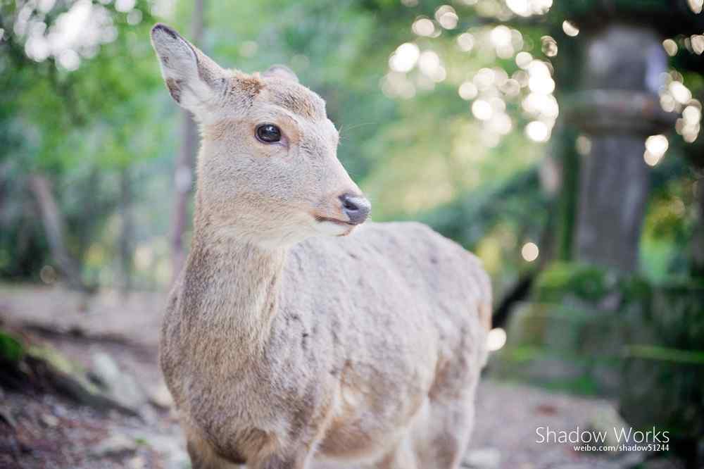 奈良鹿—可爱的小鹿的模样桌面壁纸
