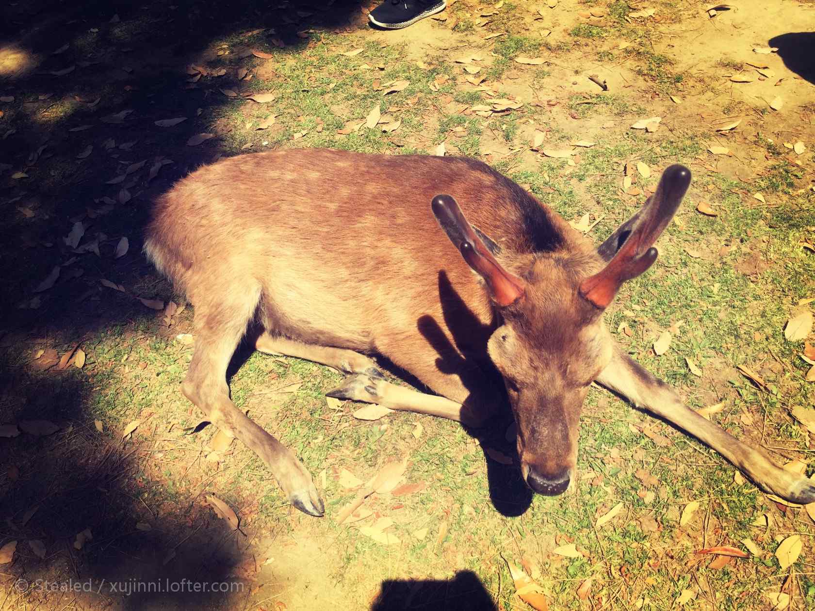 奈良鹿—正在晒太阳的小鹿桌面壁纸