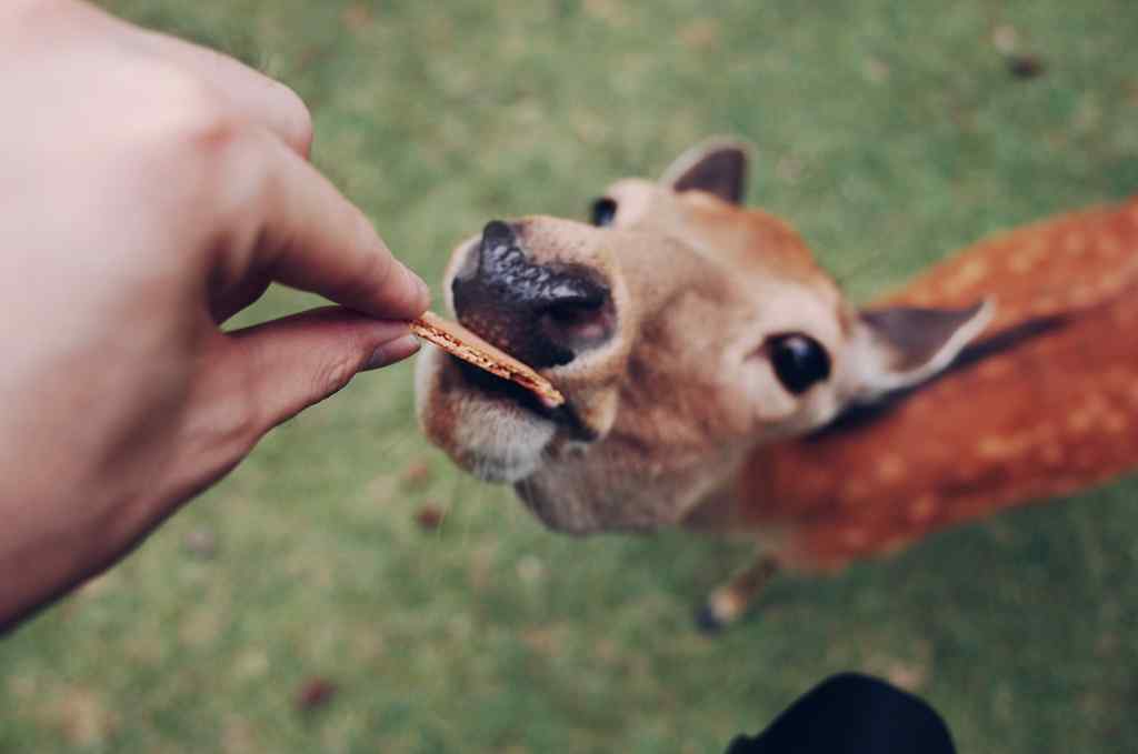奈良鹿—吃食物的小鹿桌面壁纸