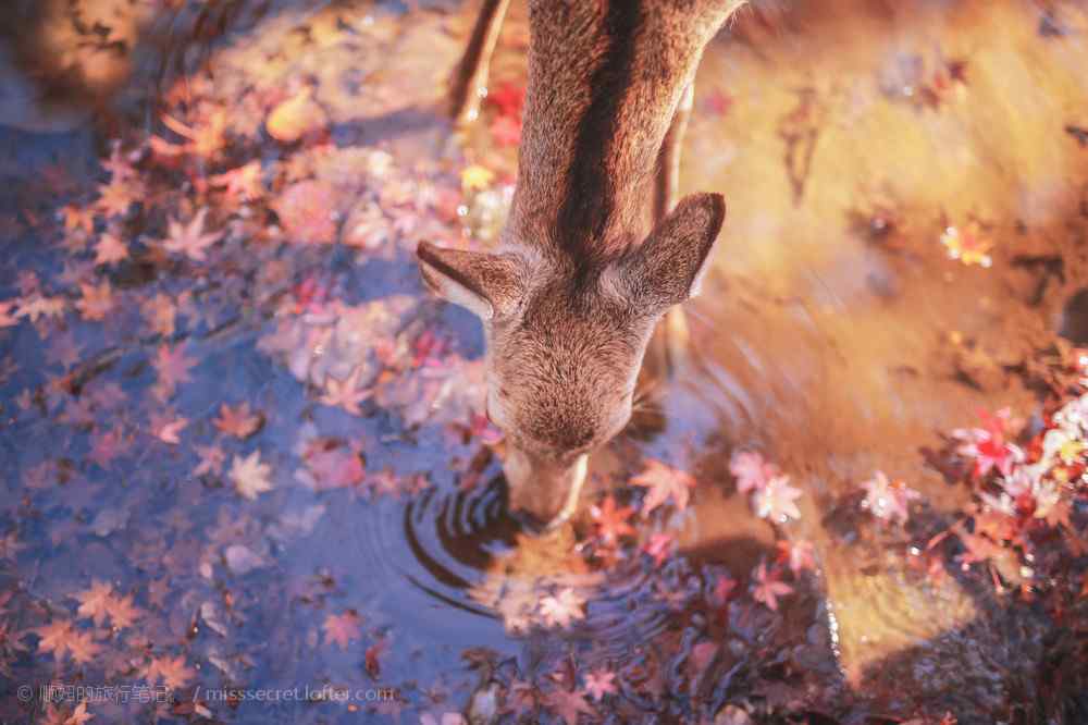 奈良鹿—正在喝水的小鹿桌面壁纸
