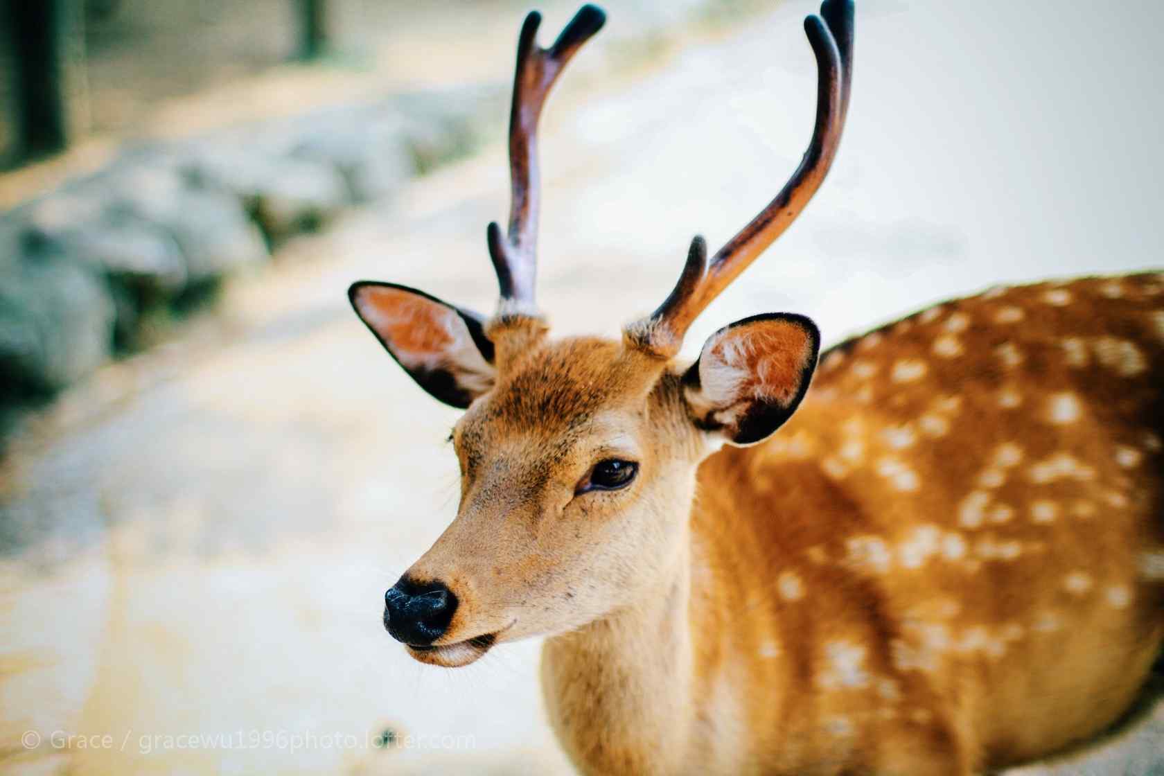 奈良鹿—唯美小鹿照片桌面壁纸