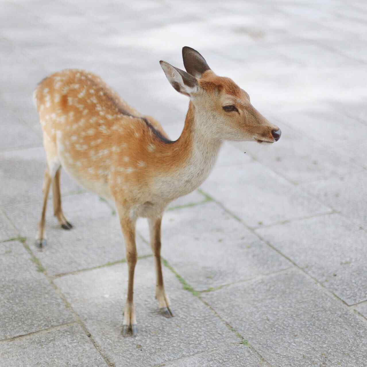 奈良鹿—可爱呆萌的麋鹿桌面壁纸