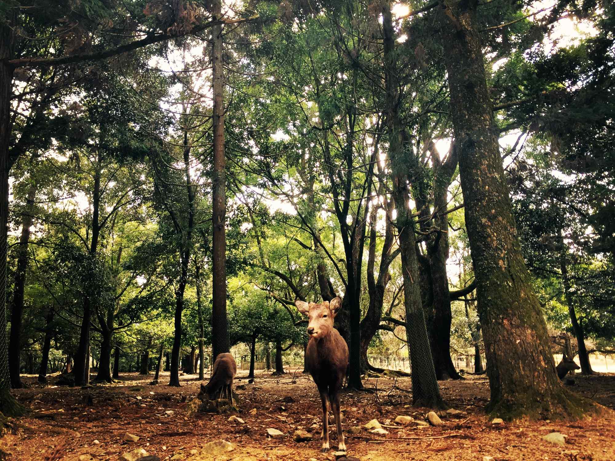 奈良鹿—林中可爱的小鹿们桌面壁纸