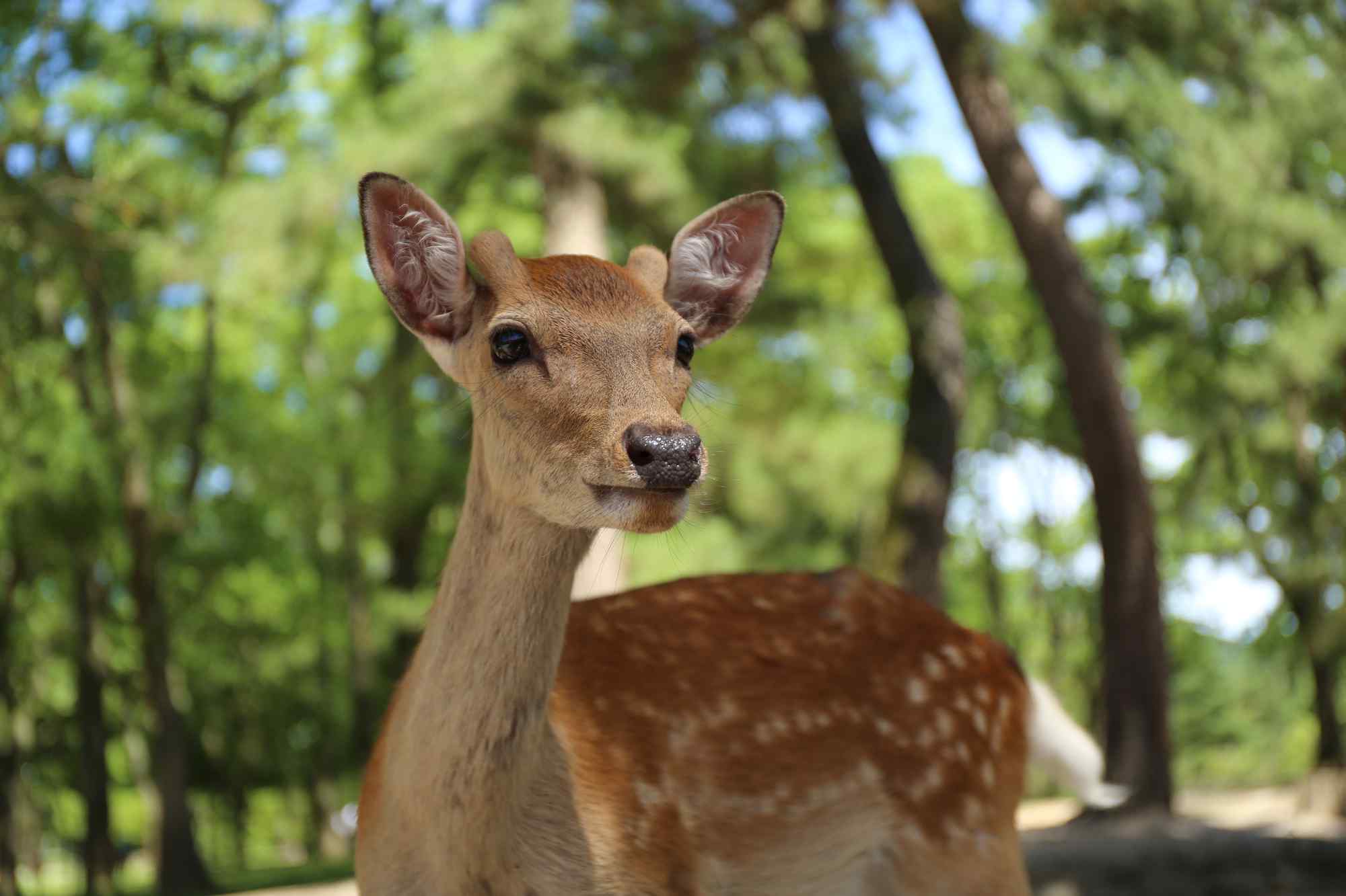 奈良鹿—小鹿可爱的笑容桌面壁纸