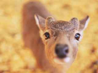 奈良鹿—软萌可爱的小鹿桌面壁纸