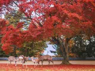 奈良鹿—红叶林下