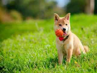 草地上接球的小狗可爱桌面壁纸