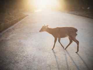 奈良鹿—夕阳下光辉下的小鹿桌面壁纸