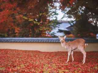 奈良鹿—红叶林下