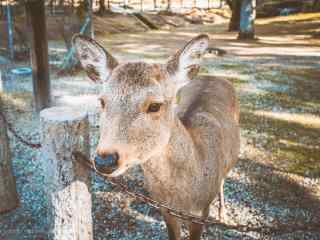 奈良鹿—可爱的小鹿向你走来桌面壁纸