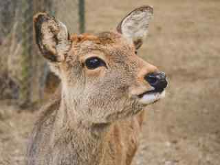 奈良鹿—小鹿可爱的模样桌面壁纸