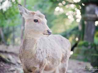奈良鹿—可爱的小鹿的模样桌面壁纸