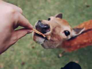 奈良鹿—吃食物的