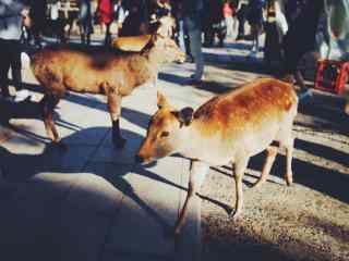 奈良鹿—小鹿在人群中桌面壁纸