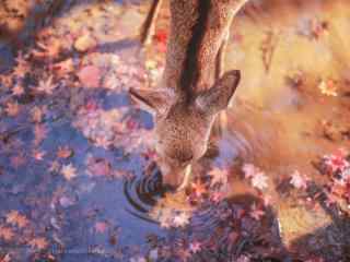 奈良鹿—正在喝水