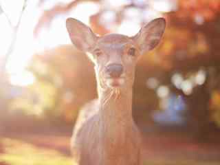 奈良鹿—可爱的小鹿望着你桌面壁纸